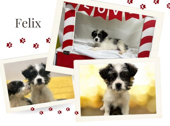 Adopt Felix!