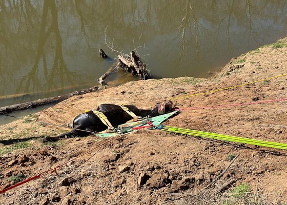 Horse rescued from Deep River