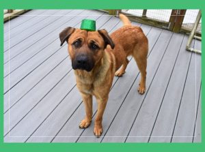 Adopt Liam!