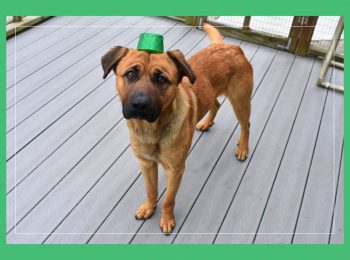 Adopt Liam!