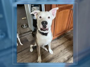 Meet Moonshine, the life of the paw-ty