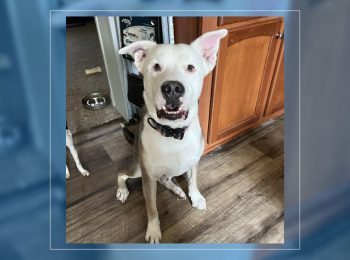 Meet Moonshine, the life of the paw-ty