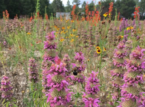 Whispering Pines Spring Plant Sale - April 12