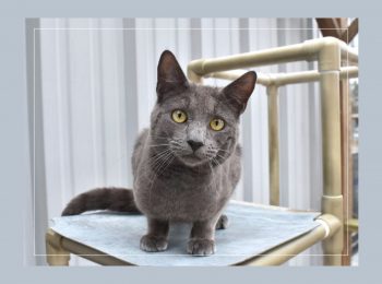 Meet Mr. Biscuits!
