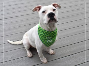 Adopt Iceburg: One 'chill' dog