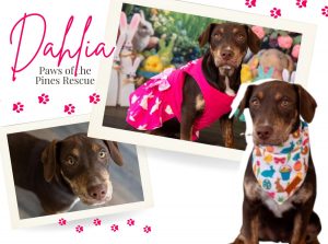 Adopt Dahlia!