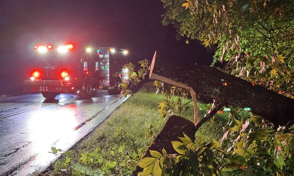 Man and dog uninjured after crashing into downed tree