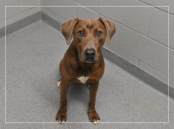 Adopt Oak!