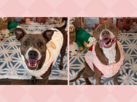 Say hello to Dobby & Cocoa!