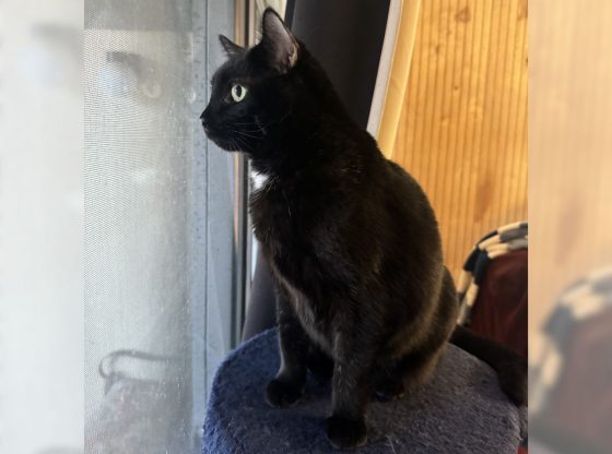 Meet Pixel!