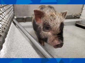 Found pig in West End