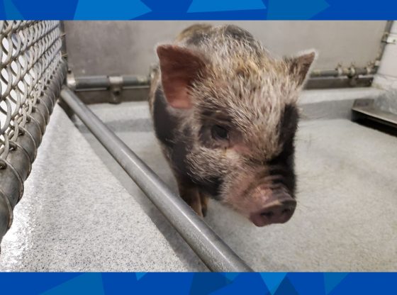 Found pig in West End