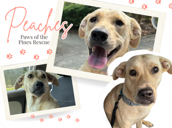Peaches, the sweetest pup