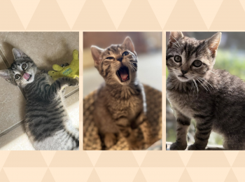 Pawsitively precious: Meet Kiwi!
