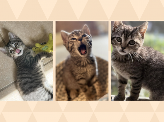 Pawsitively precious: Meet Kiwi!