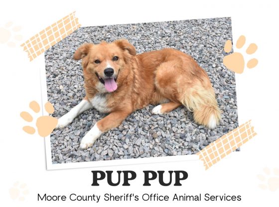 In the spawtlight: Meet Pup Pup!