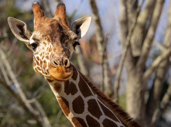Beloved NC Zoo giraffe Leia dies