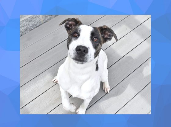 In the spawtlight: Adopt Ciabatta!