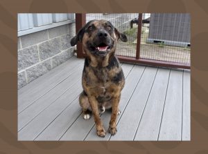 Fur the record: Ziggy waiting on forever home