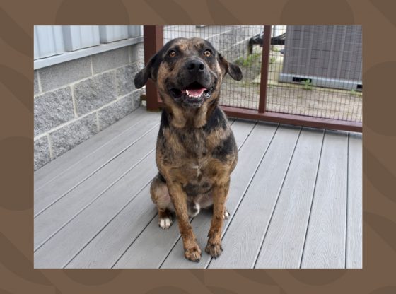 Fur the record: Ziggy waiting on forever home