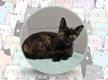 Pawsitively breautiful: Meet Midnight!