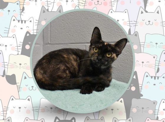 Pawsitively breautiful: Meet Midnight!