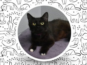 No bad luck here: Meet Yin, the black cat