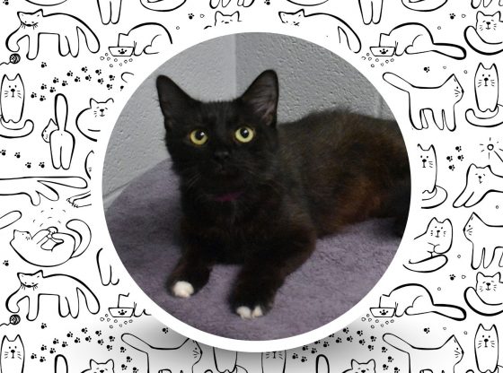 No bad luck here: Meet Yin, the black cat
