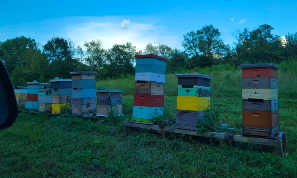 Something to buzz about: Celebrating 10 years of Dees Bees