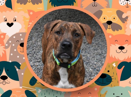In the spawtlight: Meet Tigger!