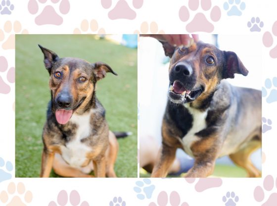 Unleash the love: Adopt Manola