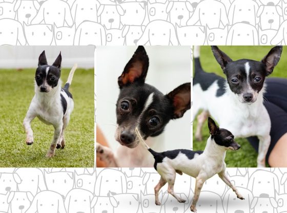 Got a sweet tooth? Adopt Oreo!