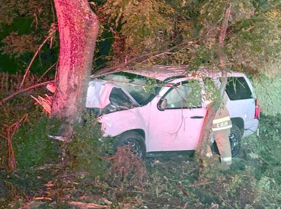 Tahoe travels into tree