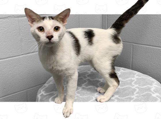 Feline good: Meet Doc!