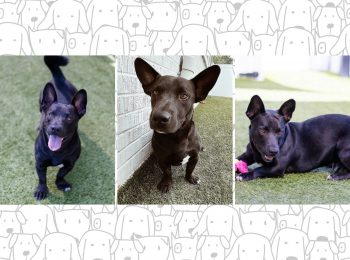 A bundle of fun: Meet Jasper