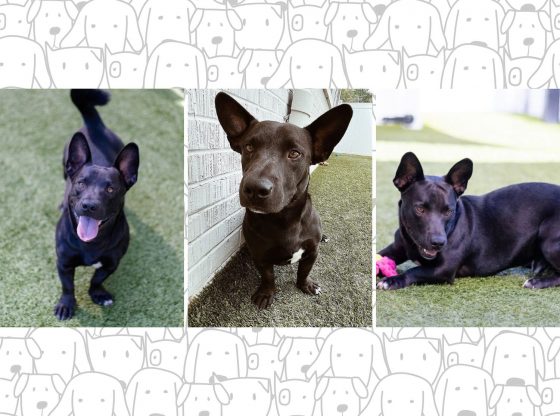 A bundle of fun: Meet Jasper