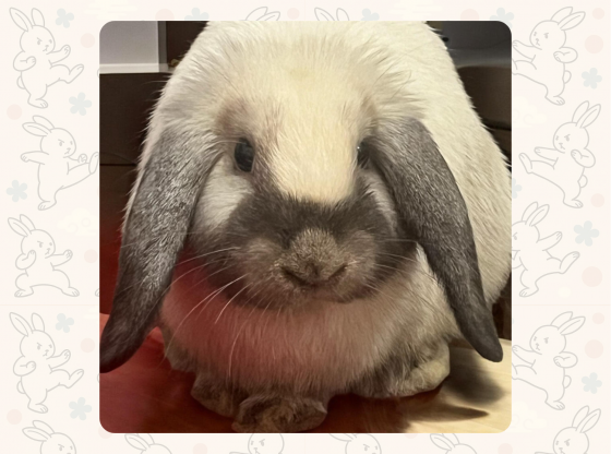 Adopt-at-your-own-risk: Meet Kung Fu Cotton!