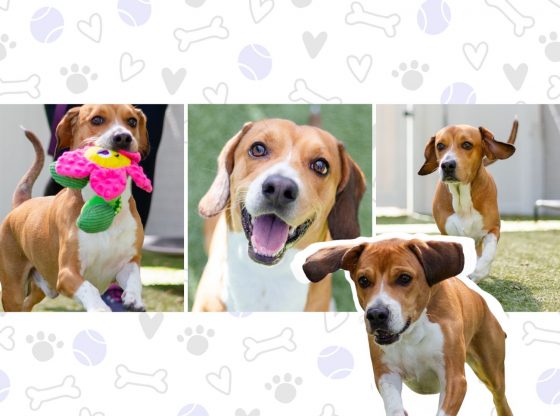 Something to bark about: Meet Twig!