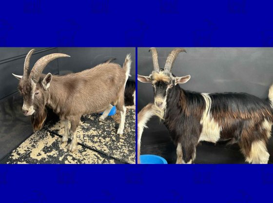 No kidding: Two goats found in West End