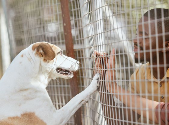 'Animal Advocates' pushes to remove Sheriff’s Office from Animal Services