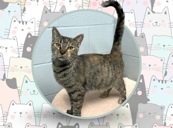 Pawsitively perfect: Meet Gothel!