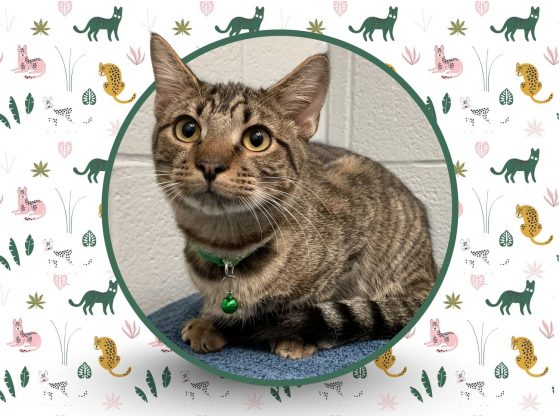 In the Spawtlight: Meet Kaa!