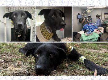 Rescue gives three-legged 'Petey' a new leash on life