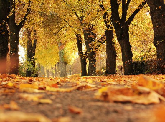 Leaf-ing it all behind: Explore North Carolina’s scenic byways