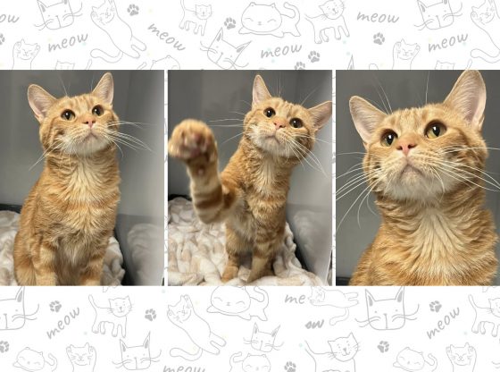 Plenty of catitude: Meet Oliver!