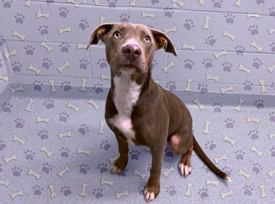 Waiting for happily ever after: Meet Willow!