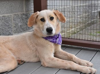 Pawsitively perfect: Meet Carousel!