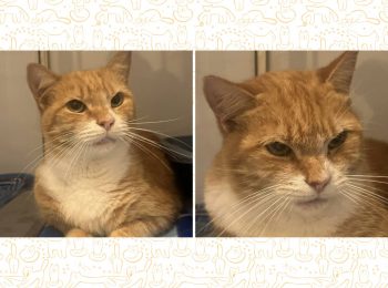 Adopt Alvin, your personal 'grumpy cat'
