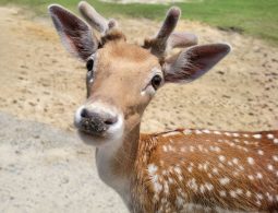 Wildlife Agency urges public to 'keep deer wild' for safety