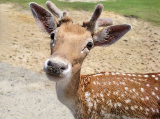 Wildlife Agency urges public to 'keep deer wild' for safety